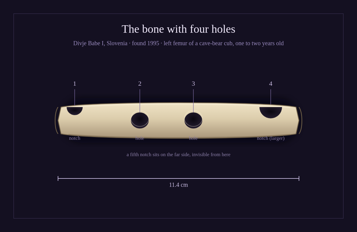 A hand-drawn cave-bear bone flute
